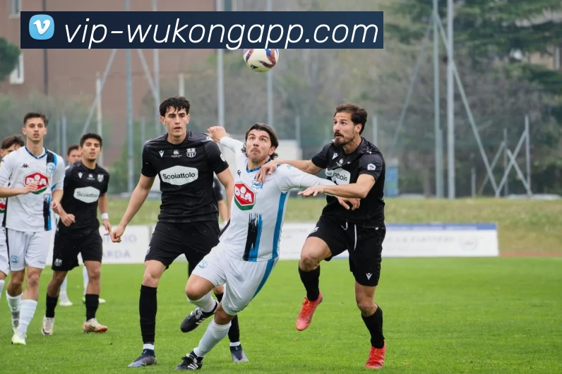 悟空体育app平台生态图